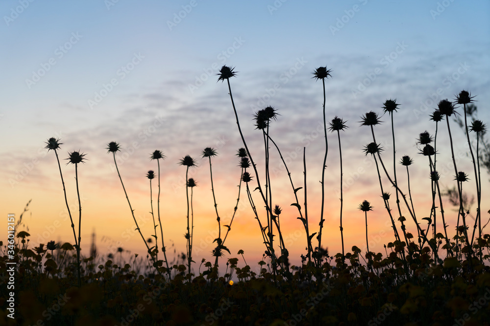 Obraz premium Wild sharp thorny sunset view