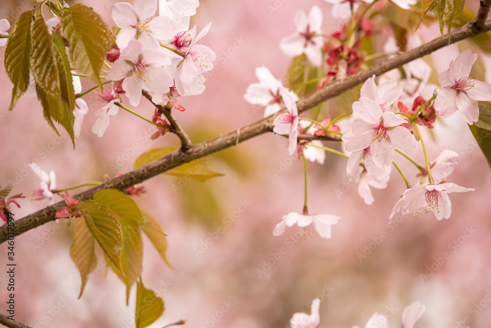 Freshness of Spring, cherry blossom branches with white delicate flowers and blurry background