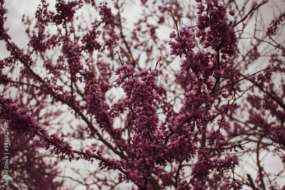 Flowering Tree Flowering Tree