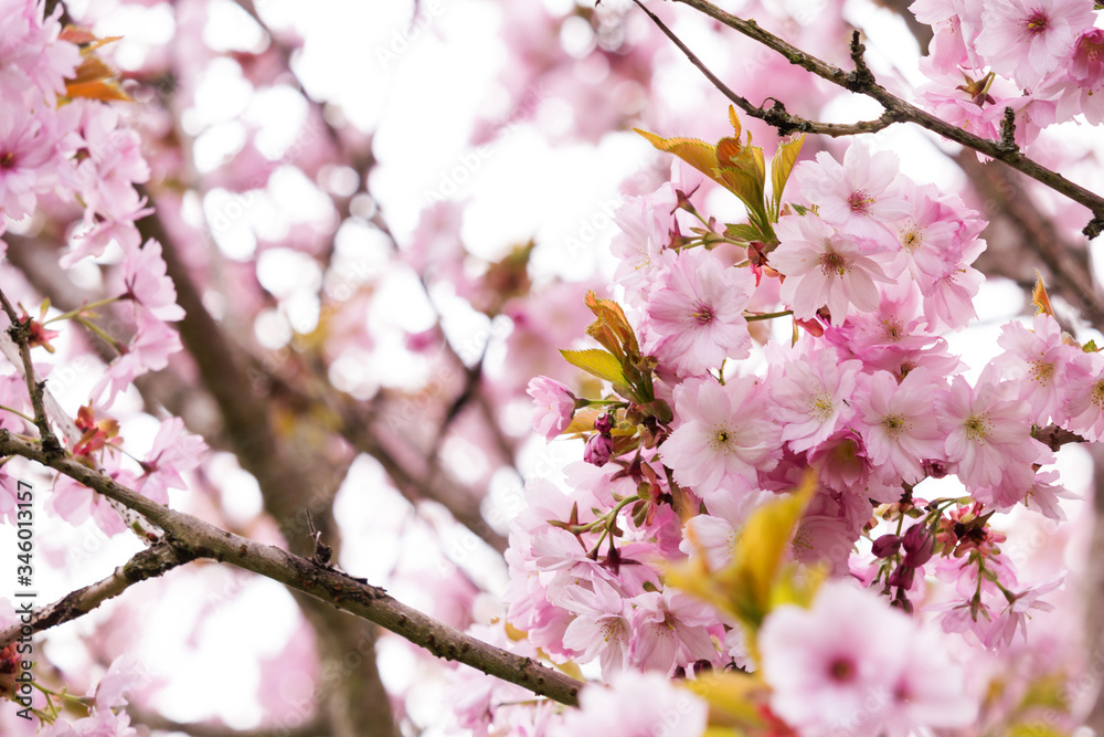 Beautiful, Spring Japanese cherry blossom close up