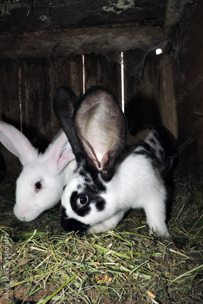 Black And White Spotted Baby Bunny