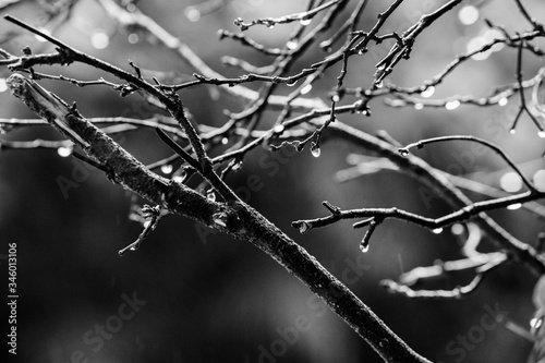 Gotas de chuva em um galhos de árvore preto e branco photo