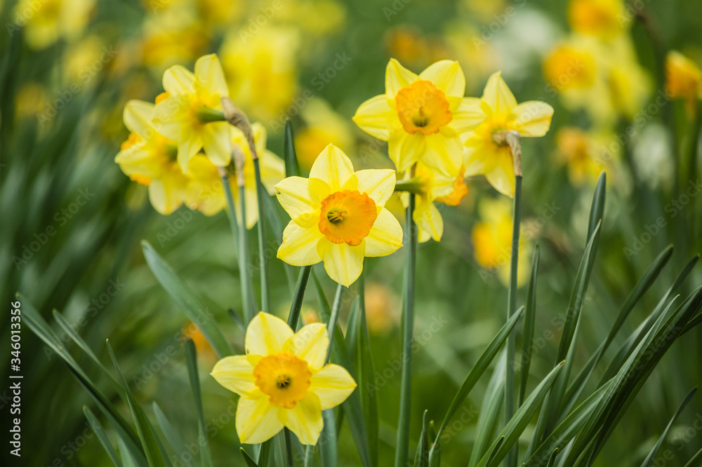 Beautiful, fresh yellow daffodils growing in the park with bokeh lights, macro shot Beautiful, fresh yellow daffodils growing in the park with bokeh lights, macro shot