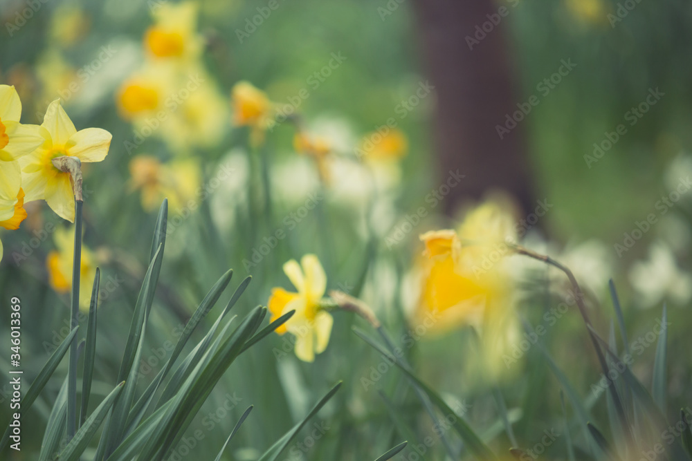 Beautiful, fresh yellow daffodils growing in the park with bokeh lights, macro shot Beautiful, fresh yellow daffodils growing in the park with bokeh lights, macro shot