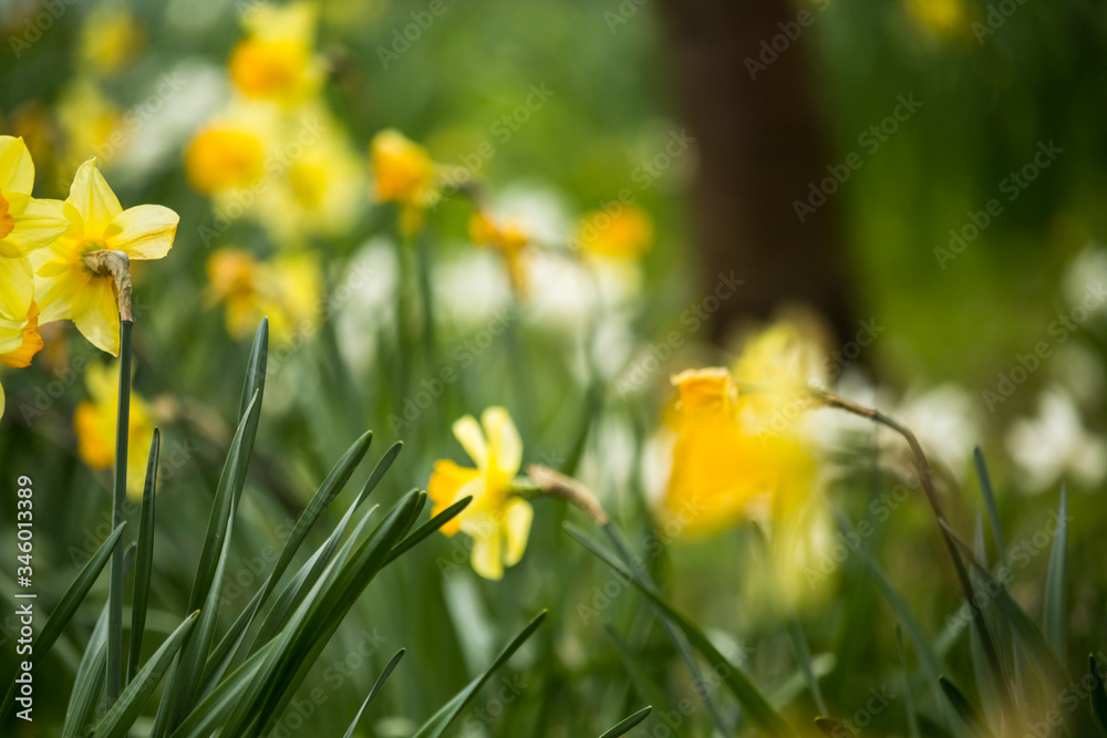 Beautiful, fresh yellow daffodils growing in the park with bokeh lights, macro shot Beautiful, fresh yellow daffodils growing in the park with bokeh lights, macro shot