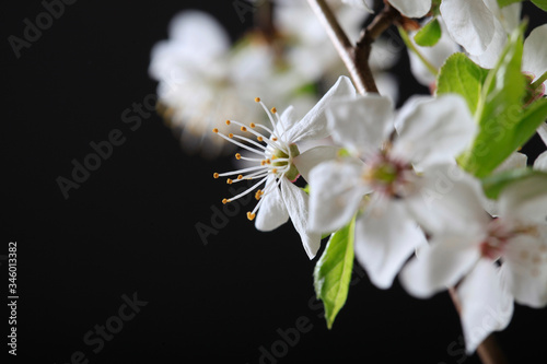 Blooming bird cherry branch with white flowers on a black background