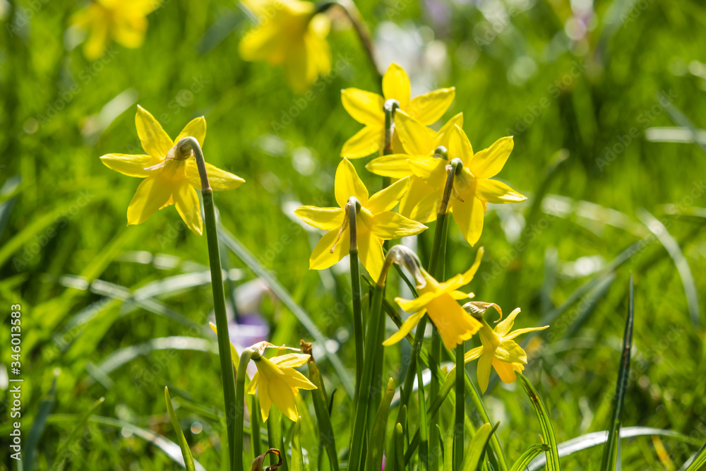 Fototapeta premium Beautiful, fresh yellow daffodils growing in the park with bokeh lights, macro shot