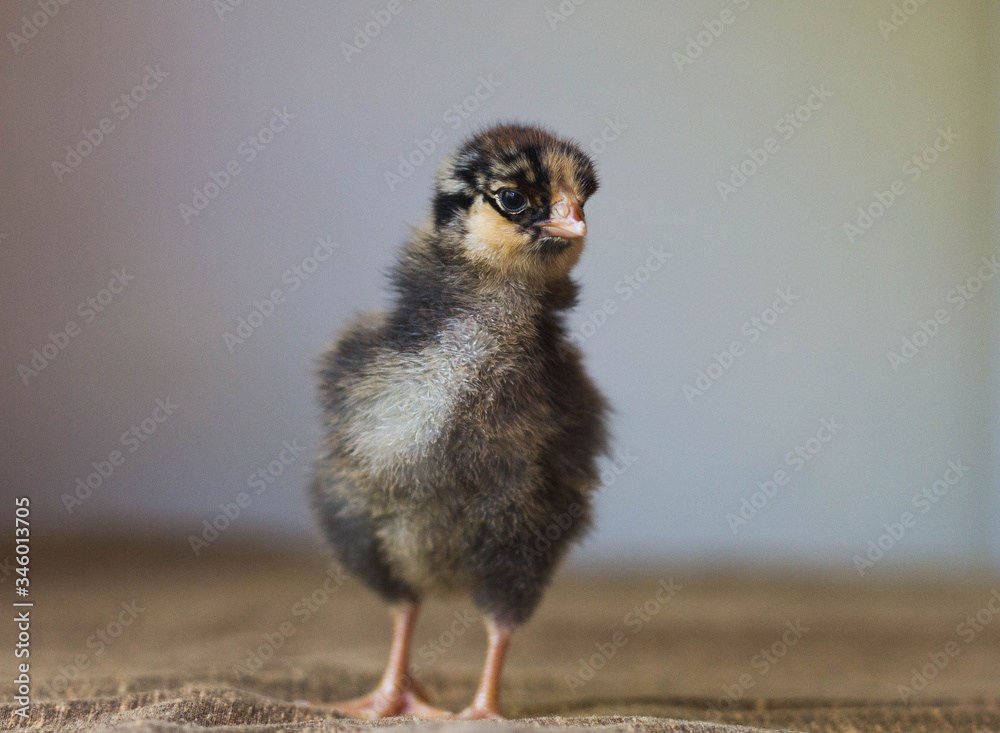 Obraz premium Brown and black baby chick