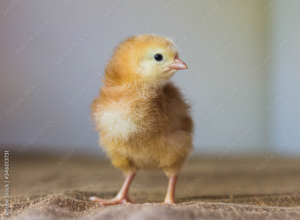 Small yellow baby chick Small yellow baby chick