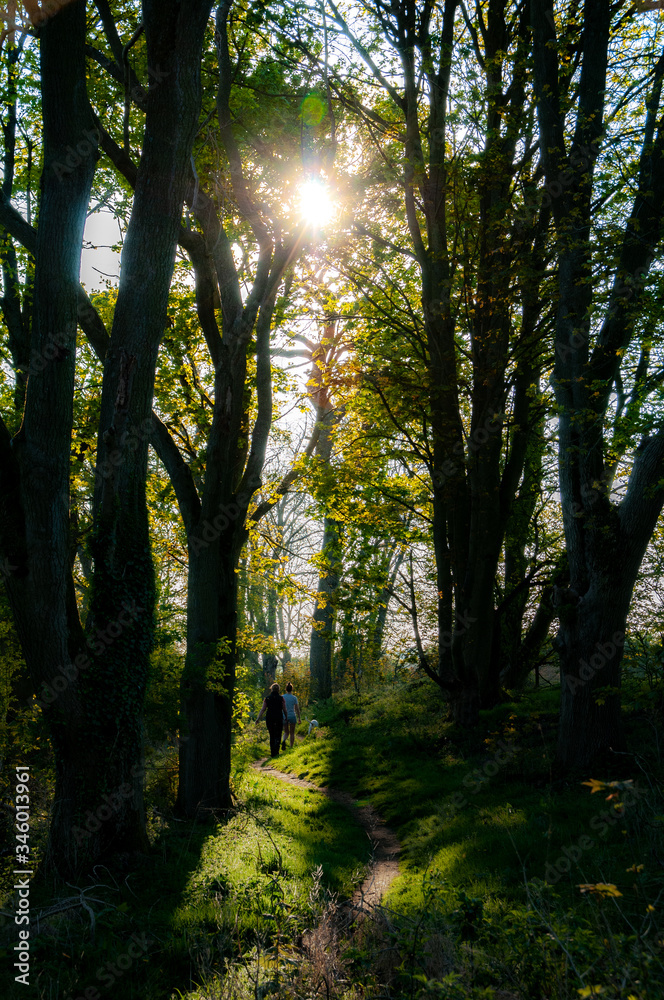 Obraz premium sun rays in the forest