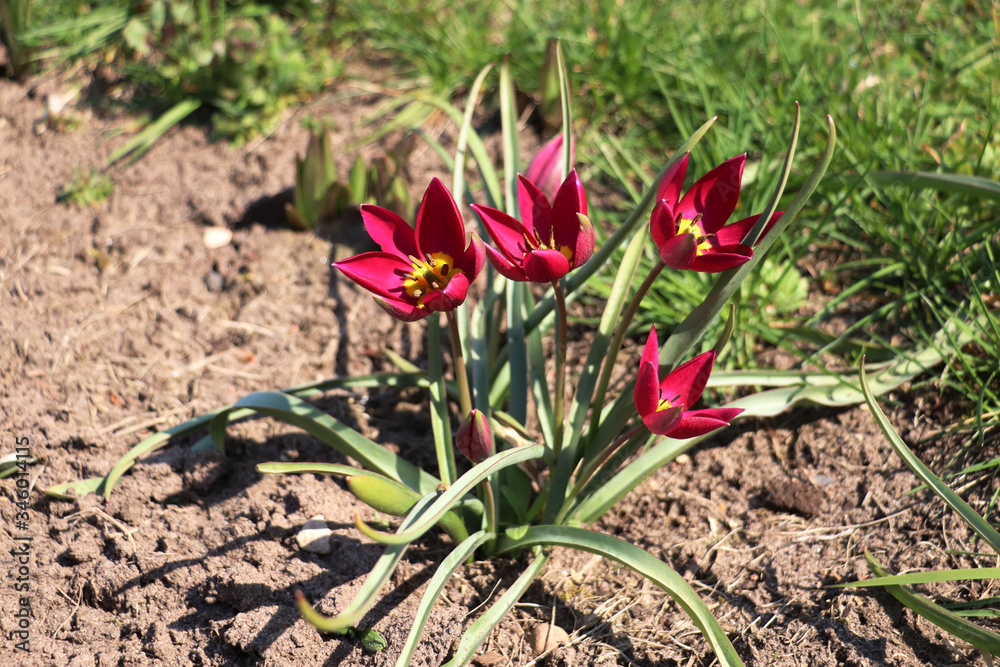 purple tulipa tarda dasystemon flowers in the garden purple tulipa tarda dasystemon flowers in the garden