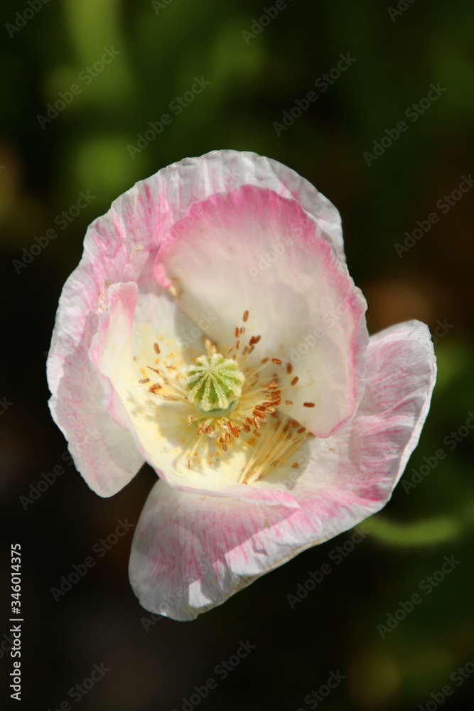 Obraz premium ポピー