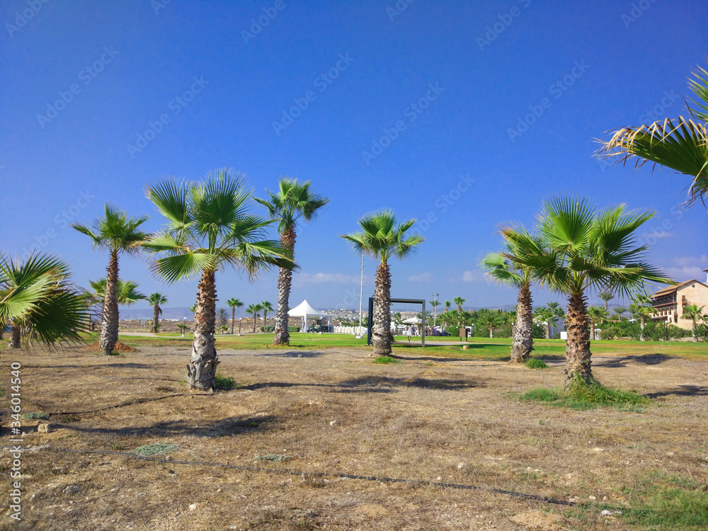 Young low palm trees on the coast of the Mediterranean sea. Paphos, Cyprus. Young low palm trees on the coast of the Mediterranean sea. Paphos, Cyprus.