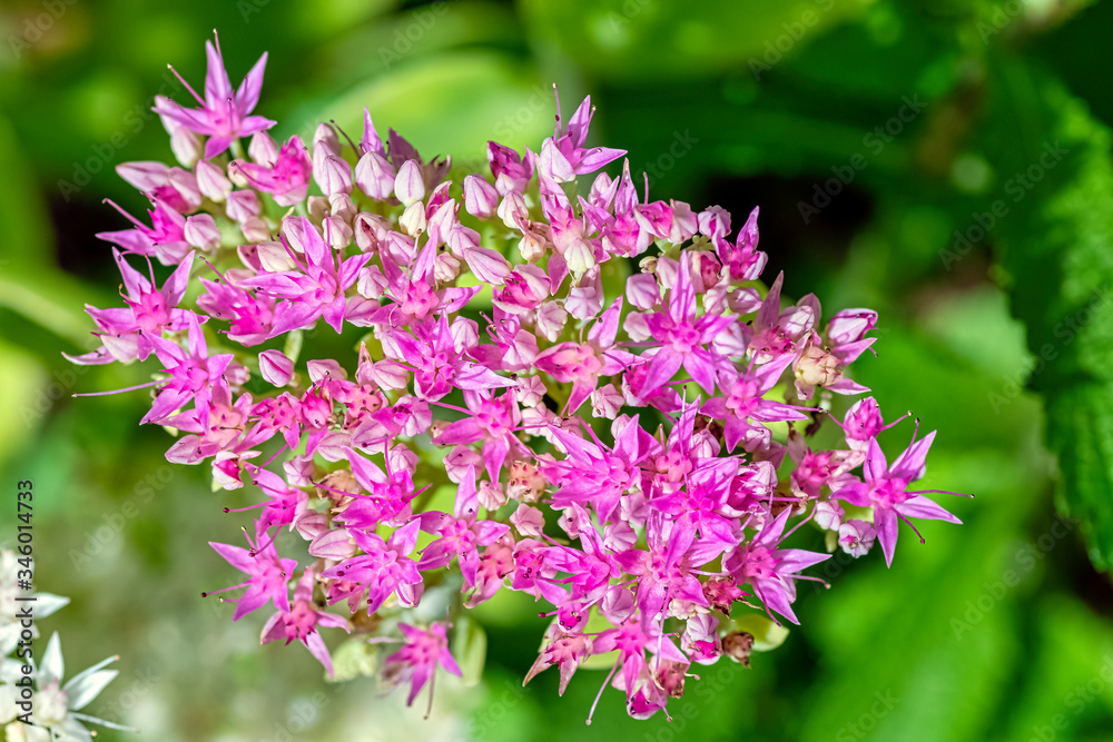 Hylotelephium spectabile known as Sedum spectabile, showy stonecrop, ice plant and butterfly stonecrop