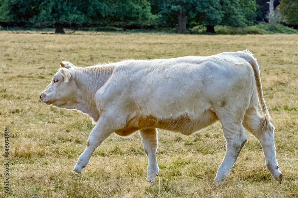 Charolais cattle - young bulls on British farm Charolais cattle - young bulls on British farm