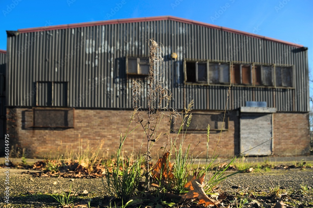Grass and weeds growing out of the ground in front of a derelict factory, which is blurred as the background Grass and weeds growing out of the ground in front of a derelict factory, which is blurred as the background