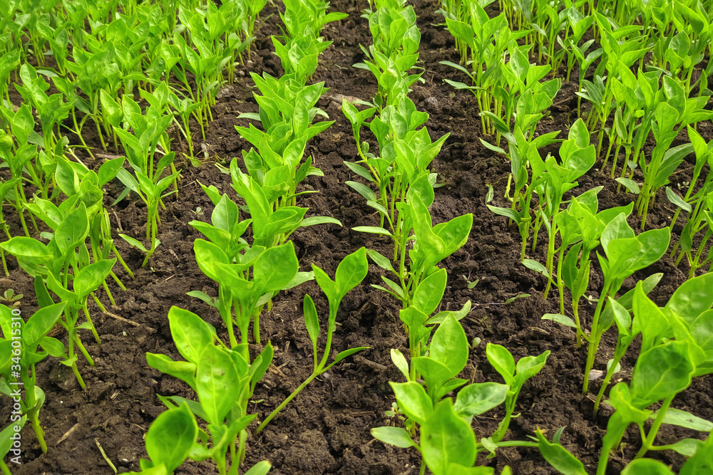 Seedlings of vegetables in a film greenhouse. Seedlings of vegetables in a film greenhouse.