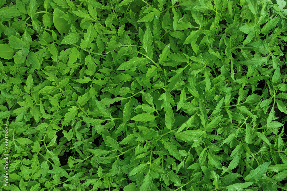 Obraz premium Seedlings of vegetables in a film greenhouse.