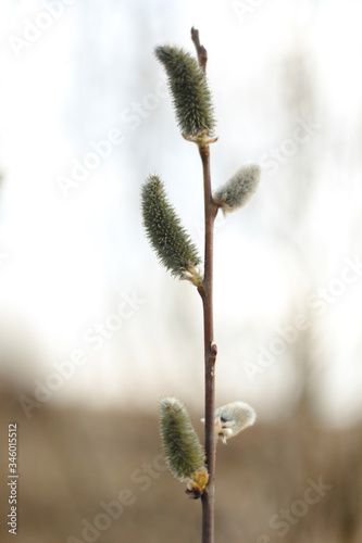 Salix caprea (goat willow, also known as the pussy willow or great sallow) is a common species of willow native to Europe. Willow (Salix caprea) branches with buds blossoming in early spring