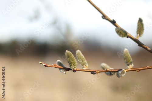 Wallpaper Mural Salix caprea (goat willow, also known as the pussy willow or great sallow) is a common species of willow native to Europe. Willow (Salix caprea) branches with buds blossoming in early spring Torontodigital.ca