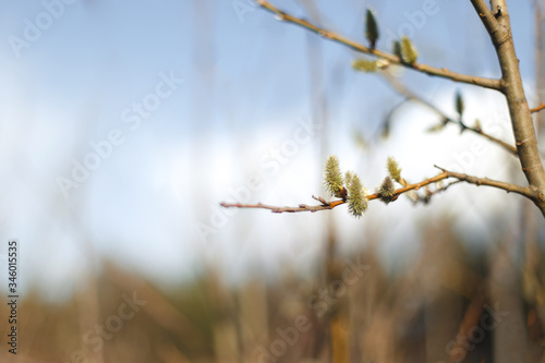 Wallpaper Mural Salix caprea (goat willow, also known as the pussy willow or great sallow) is a common species of willow native to Europe. Willow (Salix caprea) branches with buds blossoming in early spring Torontodigital.ca