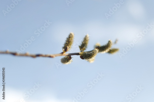 Wallpaper Mural Salix caprea (goat willow, also known as the pussy willow or great sallow) is a common species of willow native to Europe. Willow (Salix caprea) branches with buds blossoming in early spring Torontodigital.ca