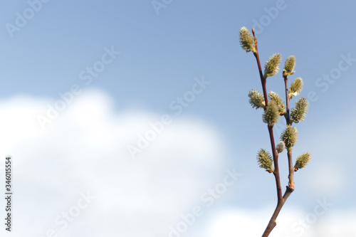 Wallpaper Mural Salix caprea (goat willow, also known as the pussy willow or great sallow) is a common species of willow native to Europe. Willow (Salix caprea) branches with buds blossoming in early spring Torontodigital.ca