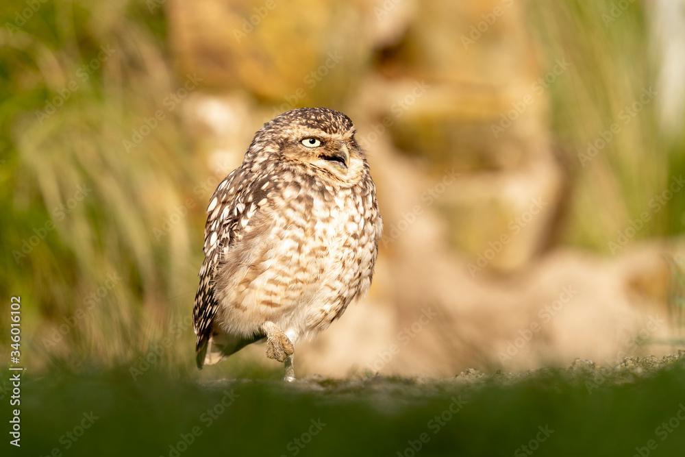 Fototapeta premium Athene Cunicularia
