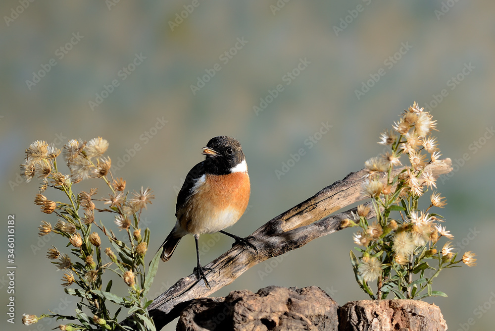 Fototapeta premium tarabilla en una rama en el campo con flores y semilla (Saxicola rubicola) Casares Andalucía España 