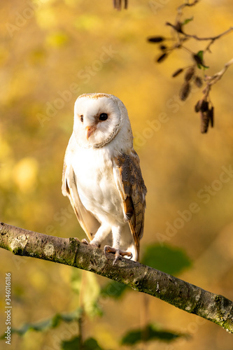 Tyto Alba Owl