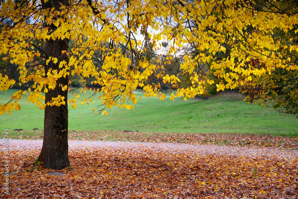 Beautiful autumn park. Landscape with spectacular color trees. Colorful foliage in the park. Natural background of falling leaves. Beautiful autumn park. Landscape with spectacular color trees. Colorful foliage in the park. Natural background of falling leaves.