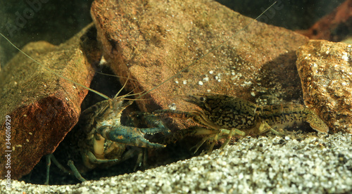 Two aquarium pet marbled crayfish is fighting photo