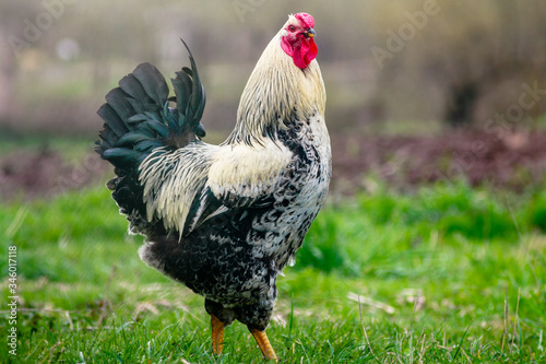 Beautiful rooster grazing on the grass in springtime. Blurred nature background.