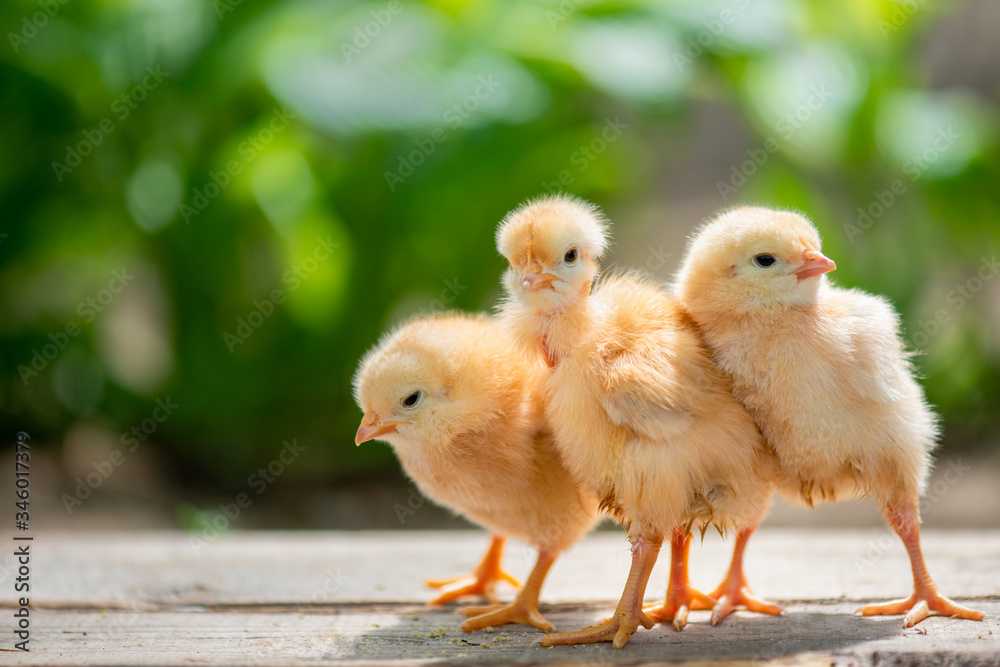 Group of funny baby chicks on the farm