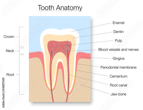 Tooth anatomy, medical labeled cross section chart with enamel, dentin, pulp, gingiva, blood vessels and nerves. Isolated vector illustration on white background. 
