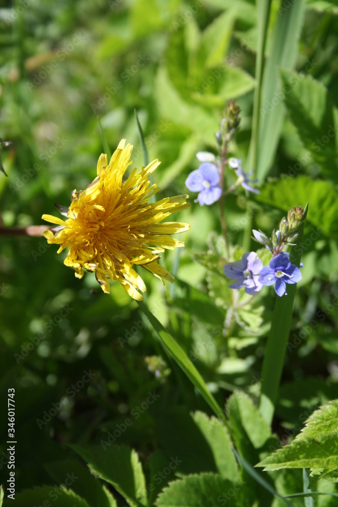 Taraxacum officinale. Medicinal dandelion. Common dandelion. Field Dandelion. Taraxacum officinale. Medicinal dandelion. Common dandelion. Field Dandelion.