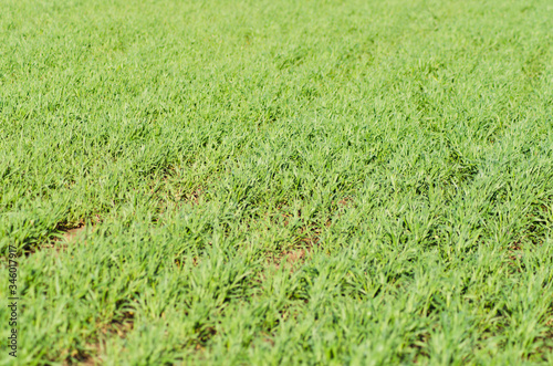 green field closeup, countryside background