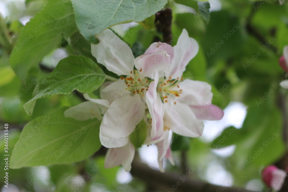 Delicate pink flowers bloomed on an apple tree in spring.
