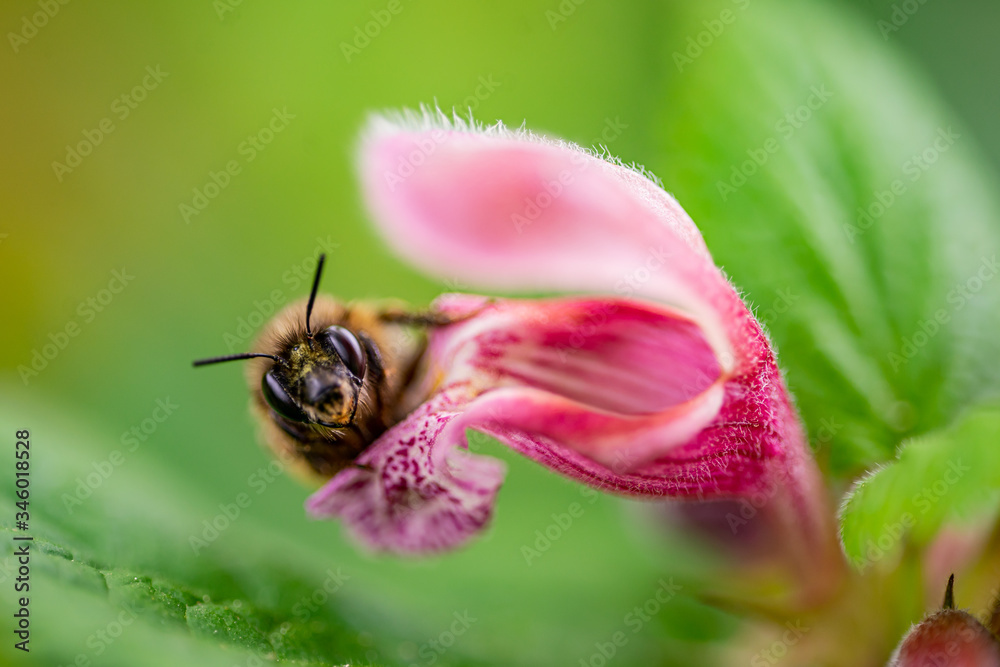 bee on a flower frontal