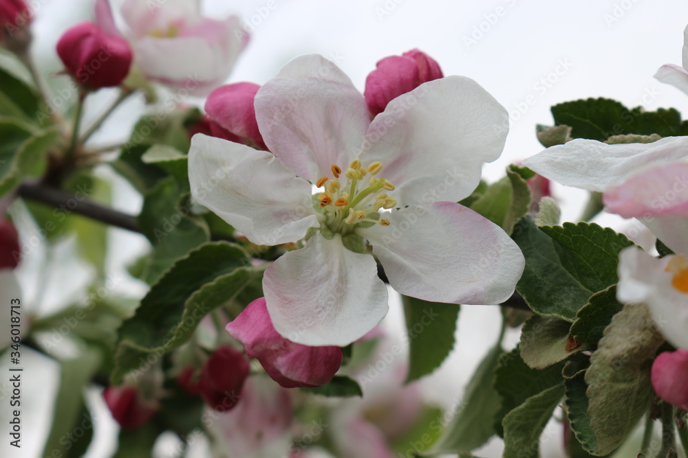 Obraz premium Delicate pink flowers bloomed on an apple tree in spring.