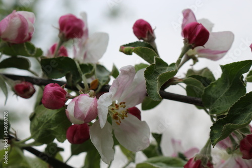 Delicate pink flowers bloomed on an apple tree in spring.