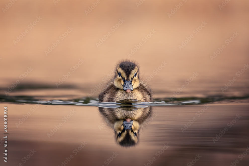 Obraz premium Cute young duckling, only few days old, floating on a lake straight on. Amazing, funny, lovable, lovely, clumsy. Pure natural joy, wildlife, gorgeous. Common bird, duck, at a lake.