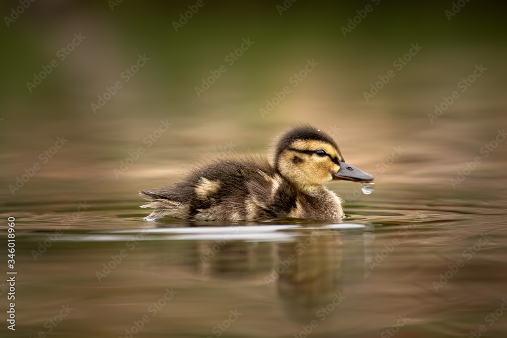 Cute young duckling, only few days old, floating on a lake. Amazing, funny, lovable, lovely, clumsy. Pure natural joy, wildlife, gorgeous. Common bird, duck, at a lake.