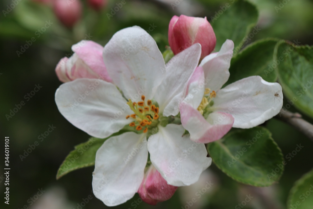 Delicate pink flowers bloomed on an apple tree in spring. Delicate pink flowers bloomed on an apple tree in spring.
