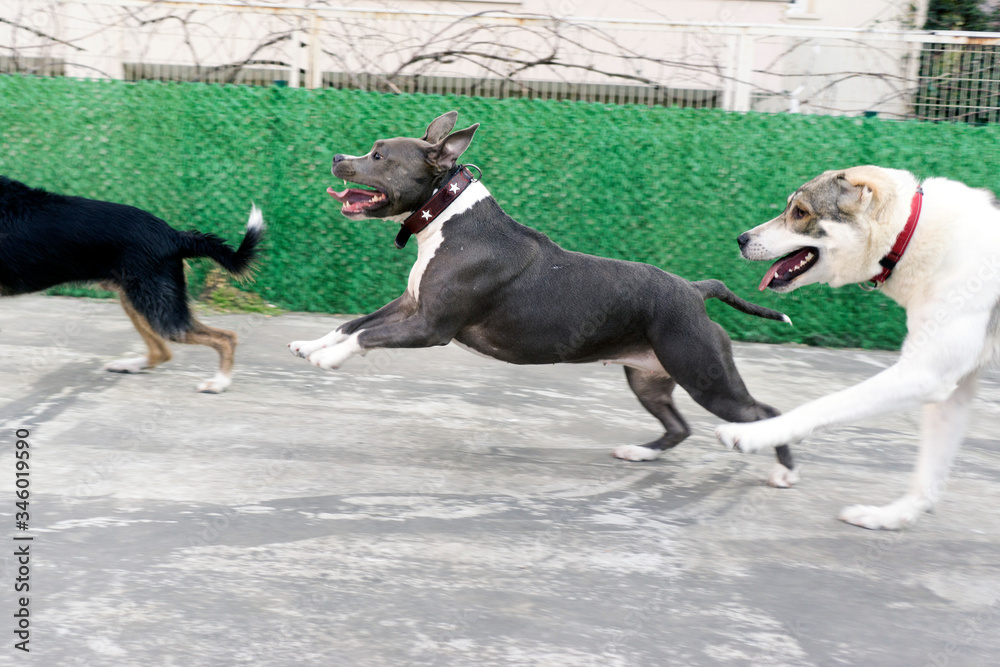 Dogs playing in the park