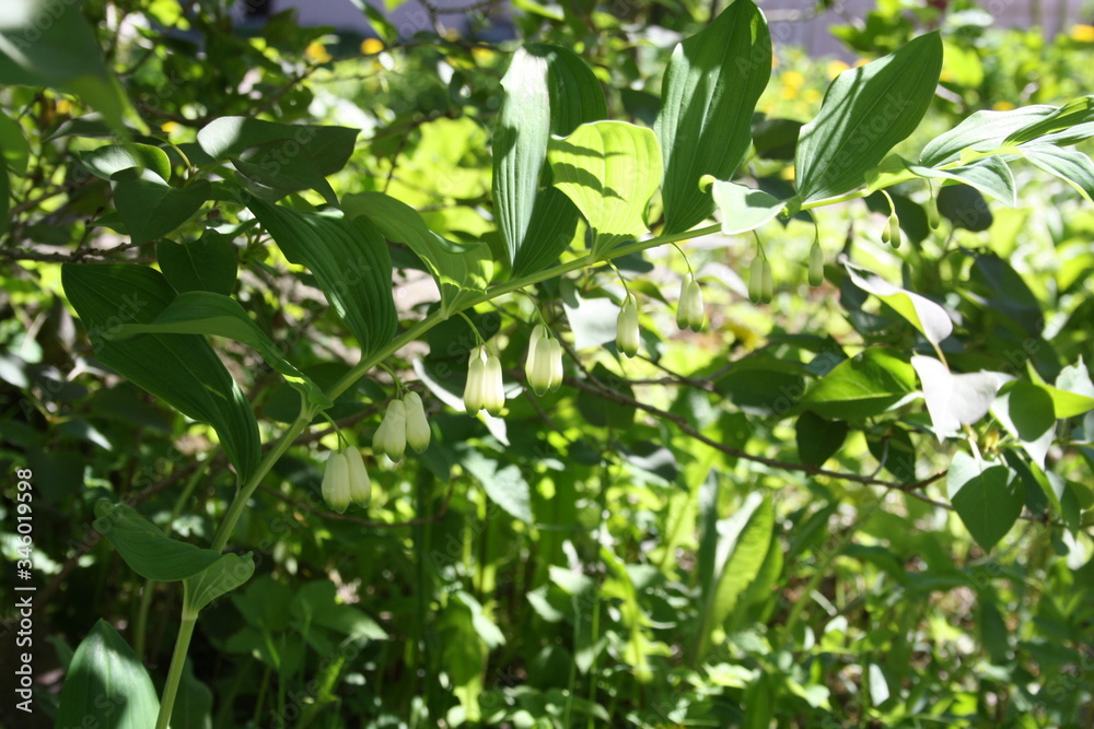 Branches. Green leaves. The first spring greens. Green foliage. Branches. Green leaves. The first spring greens. Green foliage.