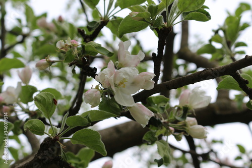 Delicate white flowers bloomed on an apple tree in spring.  photo