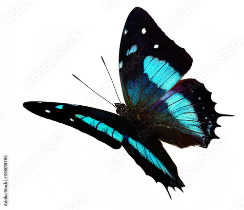 Black and blue butterfly (Baeotus aeilus) in flight  isolated on white background