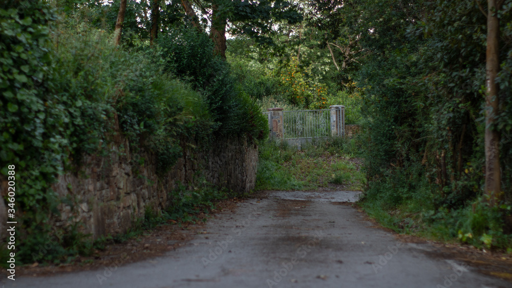 Obraz premium Camino en el bosque, hojas y ramas