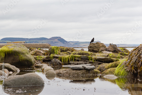 Rock pool in the intertidal zone of the shoreline in Lyme Regis, Dorset